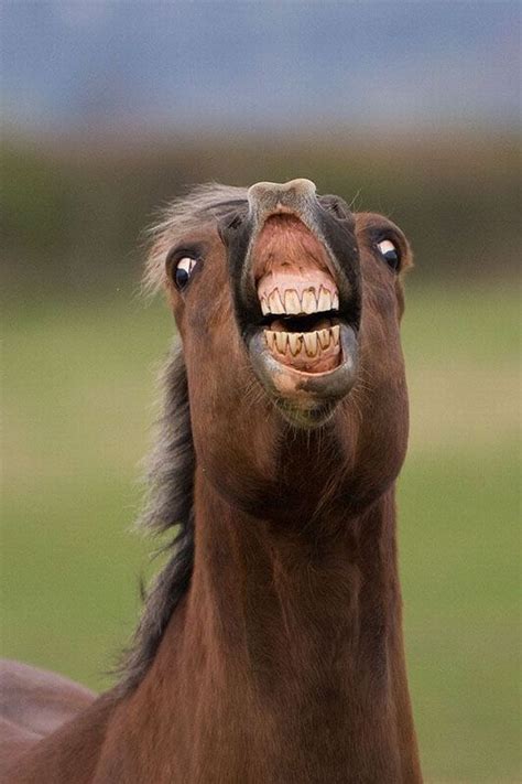 funny pics of horses|Funny Horses Pictures, Images and Stock Photos